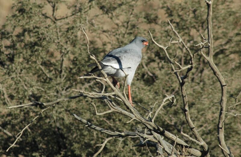 Pale Chanting Goshawk