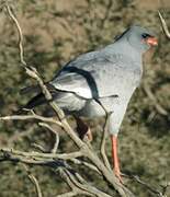 Pale Chanting Goshawk