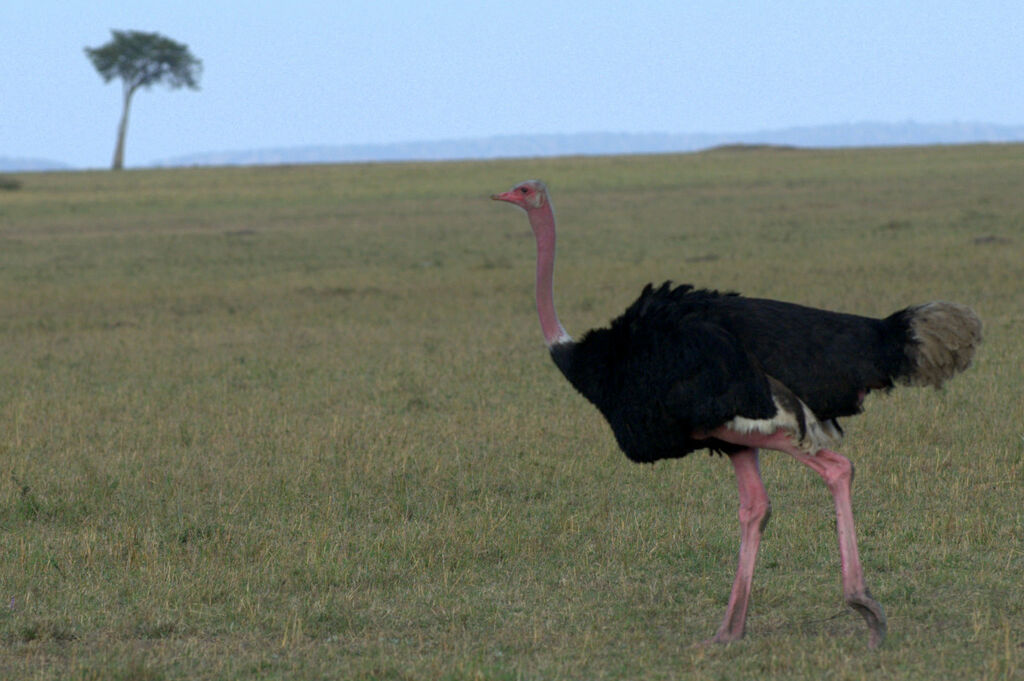 Autruche d'Afrique