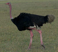 Common Ostrich