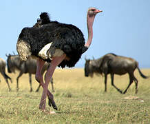 Common Ostrich