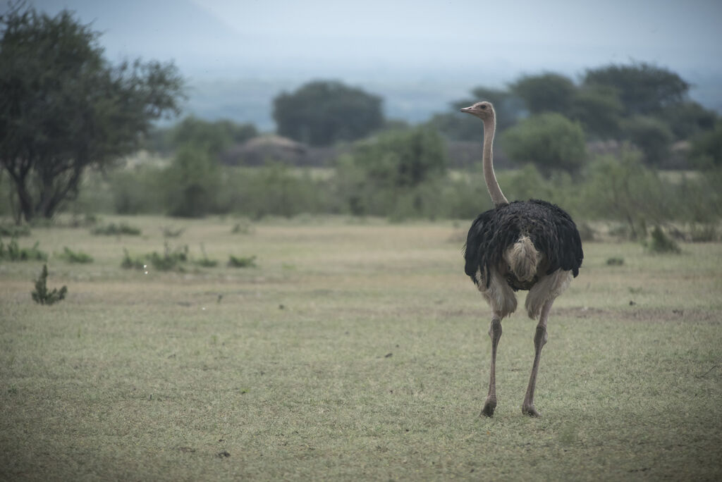 Common Ostrich