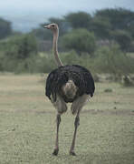 Common Ostrich