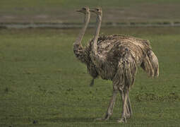 Common Ostrich