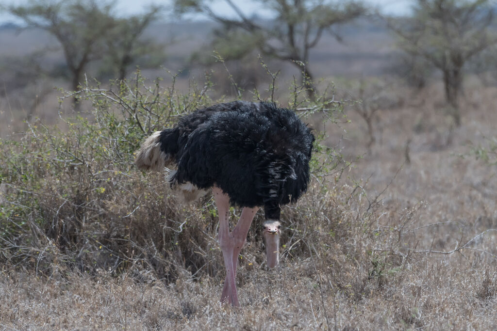 Common Ostrich