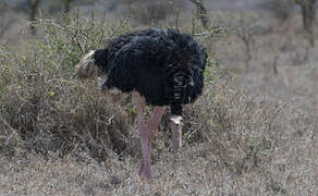 Common Ostrich