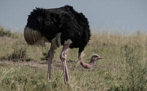 Common Ostrich