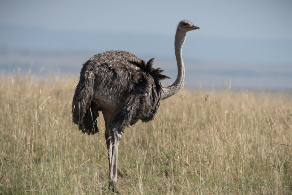 Common Ostrich