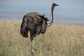 Common Ostrich