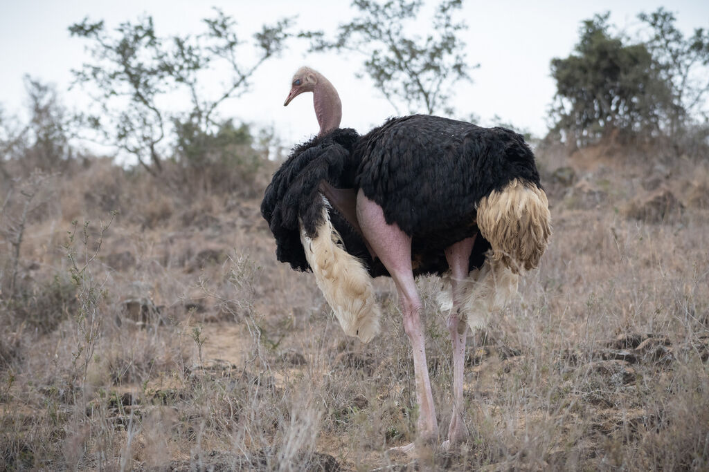 Autruche d'Afrique