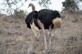 Common Ostrich