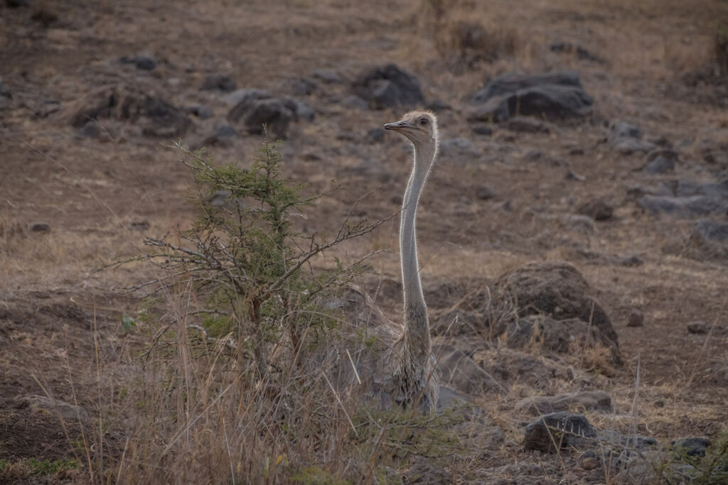 Common Ostrich