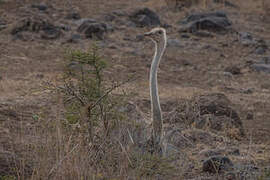 Common Ostrich