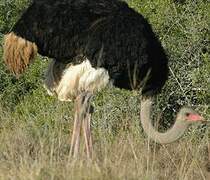 Common Ostrich