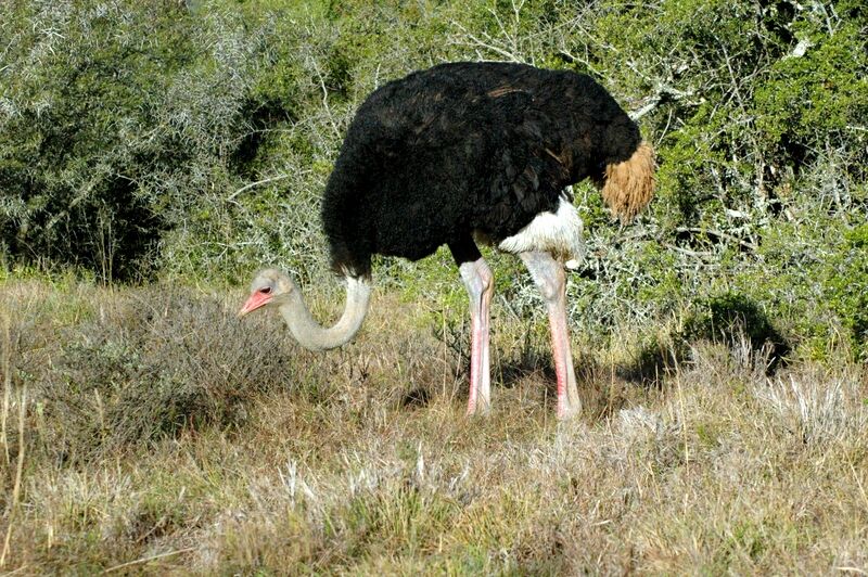 Common Ostrich