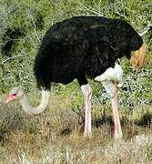 Common Ostrich