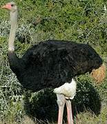 Common Ostrich