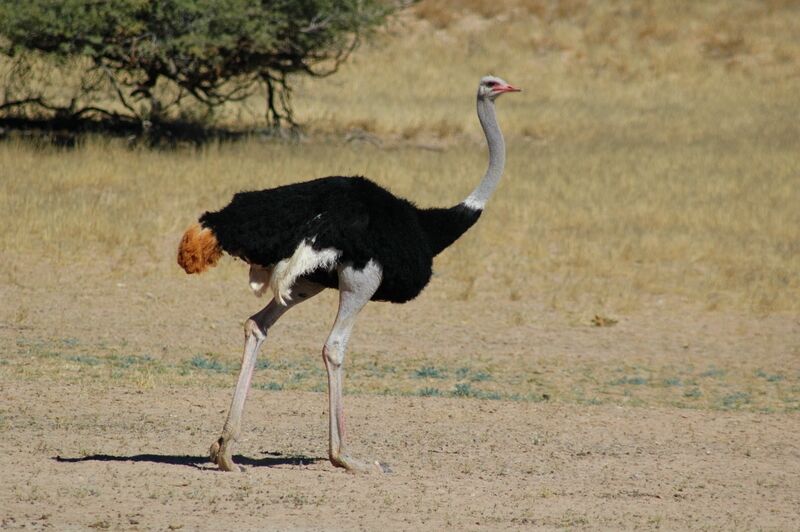 Autruche d'Afrique