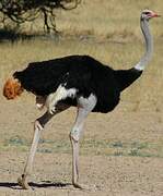 Common Ostrich