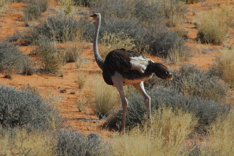 Common Ostrich