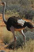 Common Ostrich