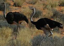 Common Ostrich