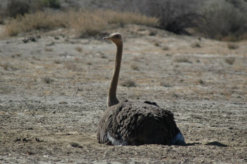 Common Ostrich