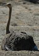 Common Ostrich