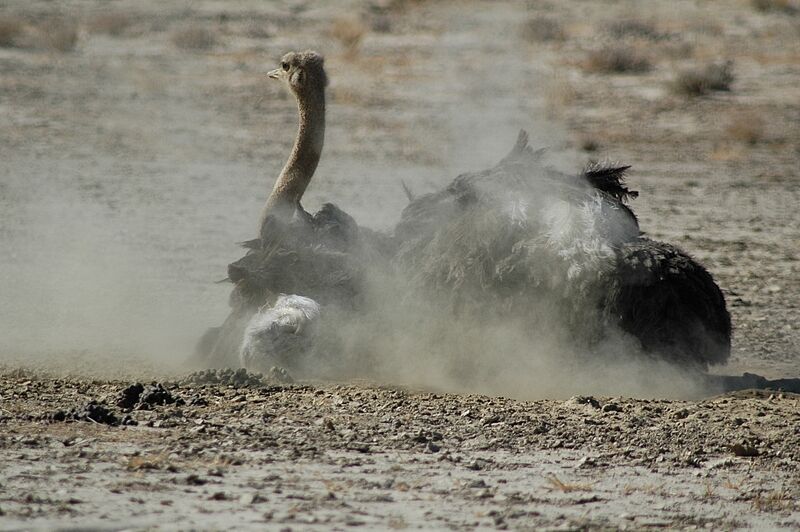 Common Ostrich