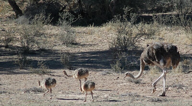 Common Ostrich