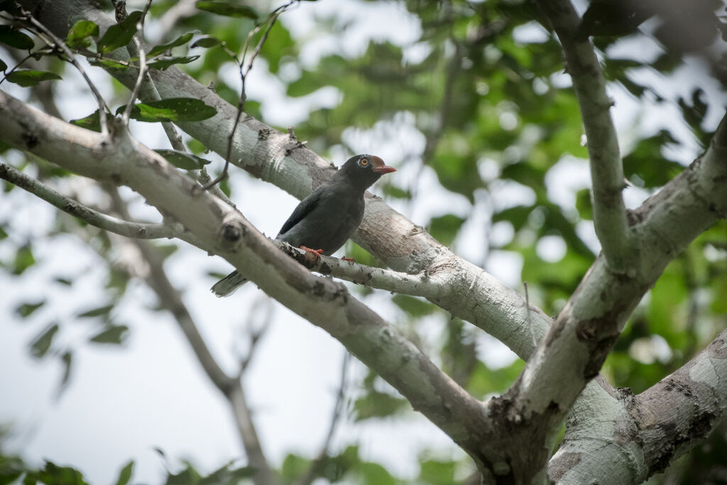 Chestnut-fronted Helmetshrike