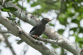 Chestnut-fronted Helmetshrike