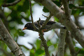 Chestnut-fronted Helmetshrike