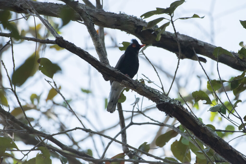 Retz's Helmetshrike