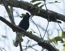 Retz's Helmetshrike