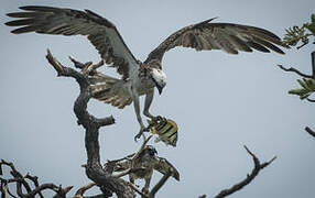 Eastern Osprey