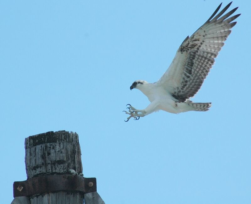 Osprey