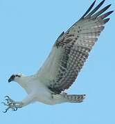 Western Osprey