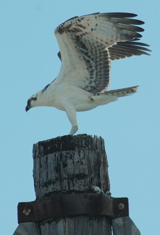 Balbuzard pêcheur