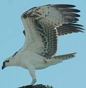 Western Osprey