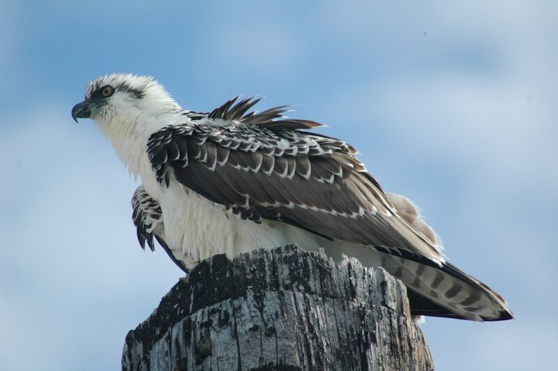 Western Osprey