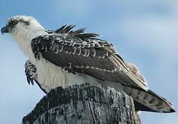 Western Osprey