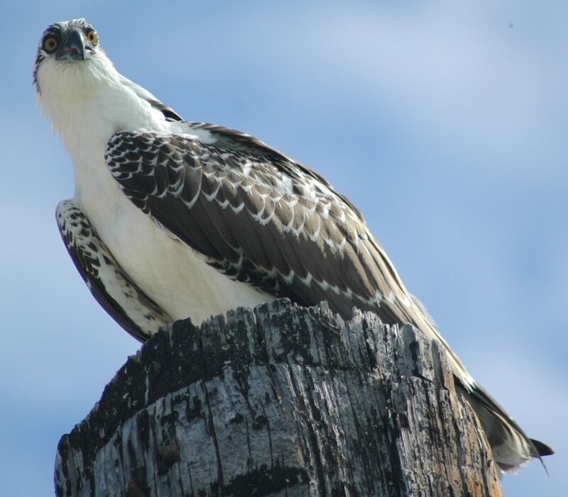 Western Osprey