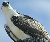 Western Osprey