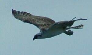 Western Osprey