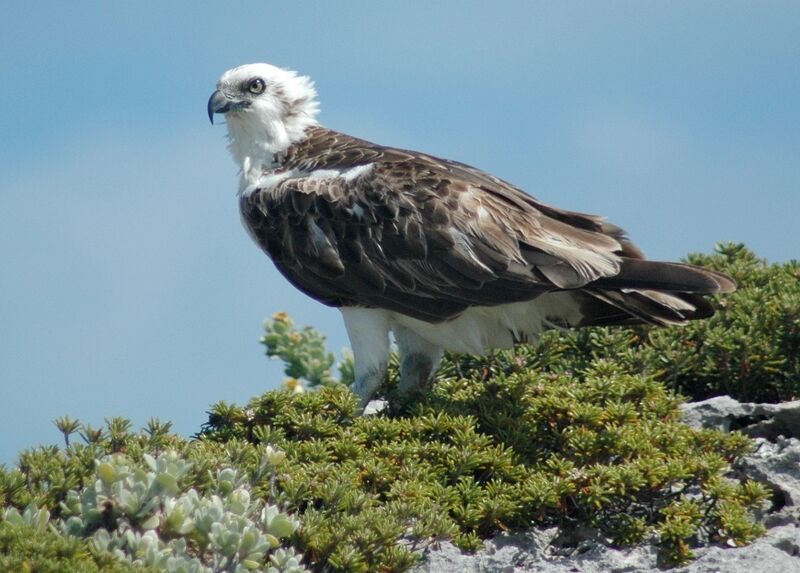 Western Osprey