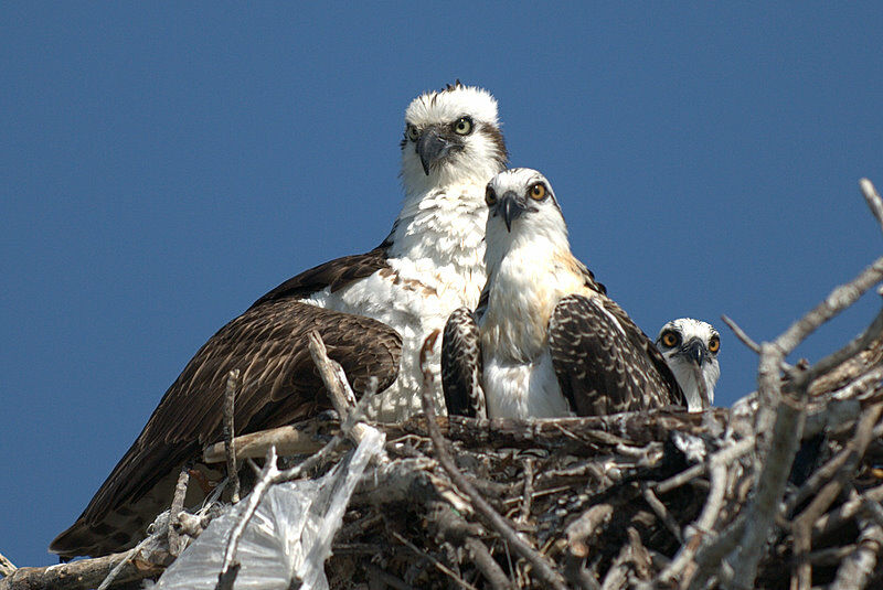 Western Osprey