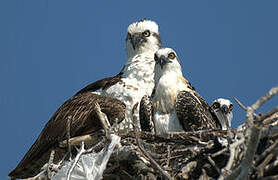 Western Osprey