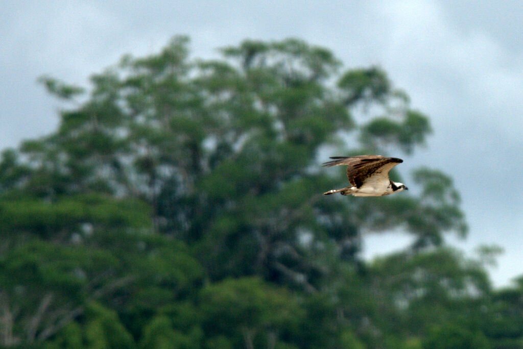 Western Osprey