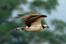 Western Osprey